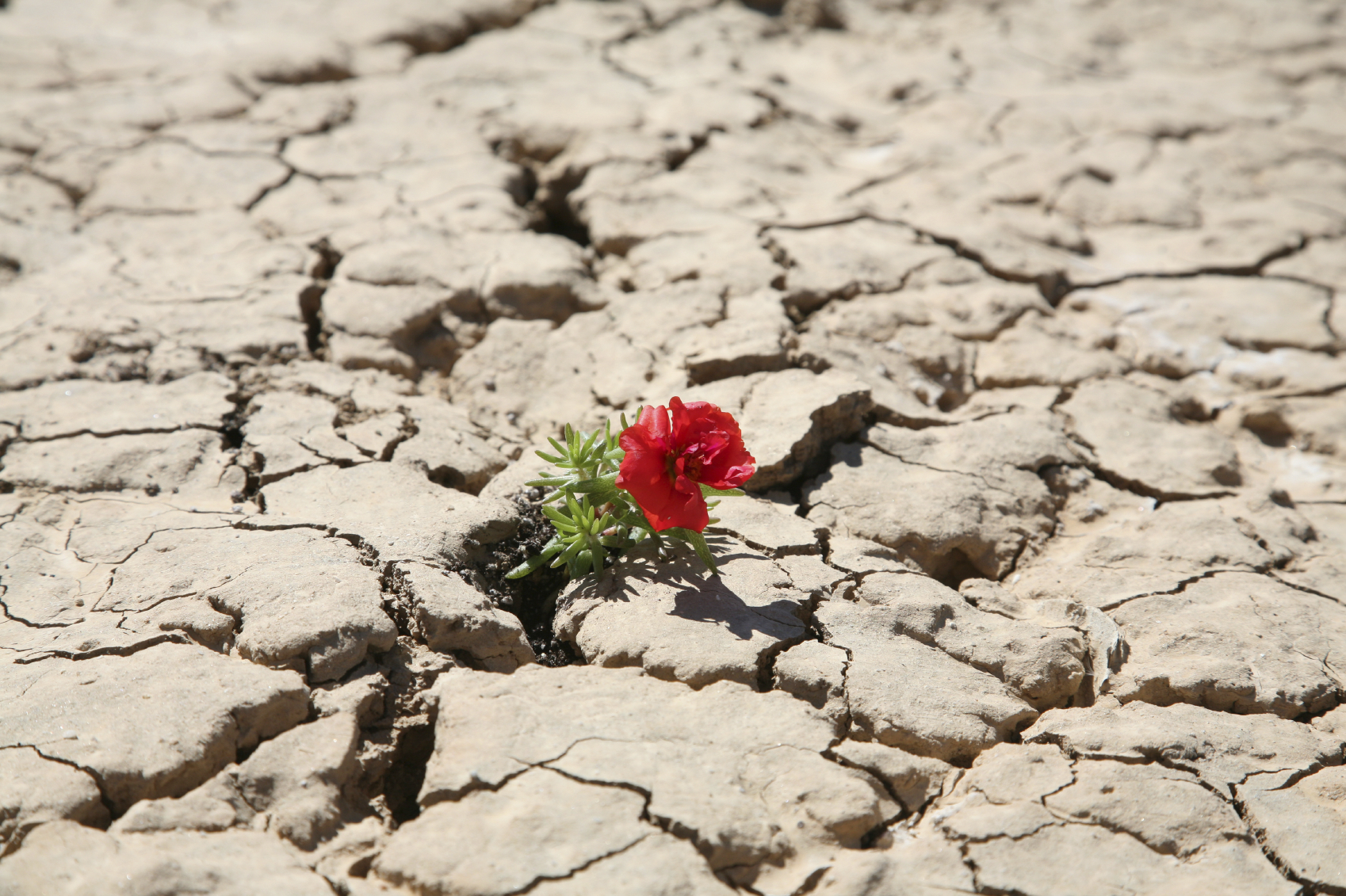 在沙漠中澆花：我眼中的台灣動漫圈與風向批判